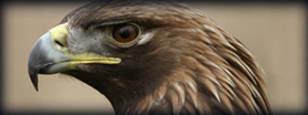 Scottish Falcon Breeders, Eagle Breeders