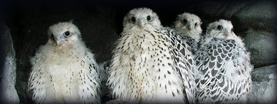 Gyr Falcon Breeders