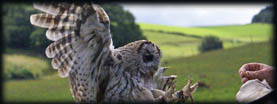 Scottish Falcon Breeders, Owl Breeders