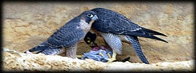Peregrine Falcons for Sale